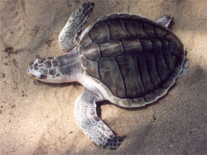 Turtle Conservation Project (TCP) of Sri Lanka | Olive Ridley Turtle